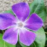 Vinca majorFlower