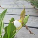 Cypripedium montanum Blomma