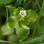 Stellaria mediaFlower