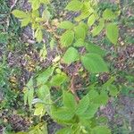 Rubus occidentalis List