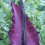 Dracunculus vulgaris 花