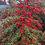 Cotoneaster nan-shan ഫലം