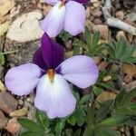 Viola pedata 花