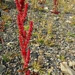 Rumex bucephalophorus Gyümölcs