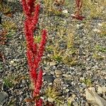 Rumex bucephalophorus 果