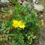 Geum reptans Other