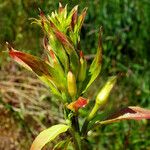 Oenothera biennis Flower