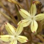 Pistorinia breviflora