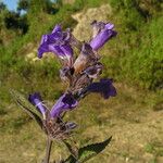 Strobilanthes tomentosa Hábito