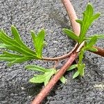 Ranunculus bulbosus 葉