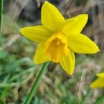 Narcissus assoanus Fleur