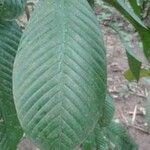 Minquartia guianensis Blatt