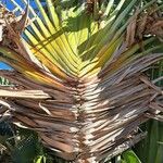 Ravenala madagascariensis Lehti