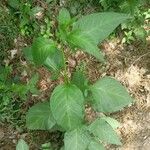 Solanum nigricans Leaf