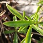 Satureja subspicata Flower