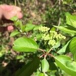 Viburnum prunifolium Blomma