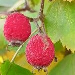 Crataegus submollis Fruit