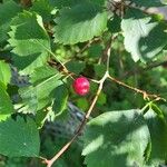 Crataegus douglasii Fruit