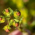 Euphorbia terracina Gyümölcs