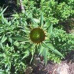 Echinacea pallida Virág