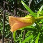 Thevetia peruviana Λουλούδι