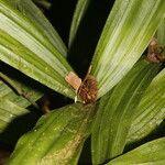 Mapania assimilis Leaf