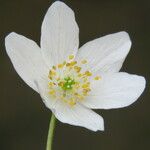 Anemone nemorosa Flower