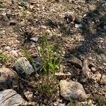 Ranunculus minimus Feuille