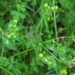 Bifora radians Fruit