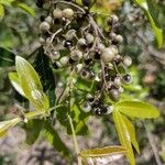 Lithraea molleoides Fruit