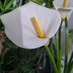 Zantedeschia aethiopica Blüte