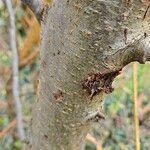 Malus coronaria Lubje