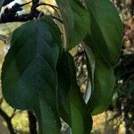 Malus prunifolia Leaf