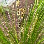 Lomandra longifolia Flor