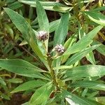 Globularia salicina Fruit