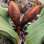 Welwitschia mirabilisFlower