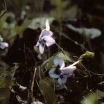 Viola rostrata Habit