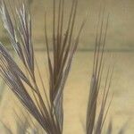 Bromus rubens Fruto