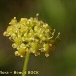 Gasparrinia peucedanoides Floare