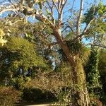 Erythrina fusca Yeri