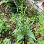 Physostegia virginiana Blatt