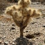 Cylindropuntia echinocarpa ᱥᱟᱠᱟᱢ