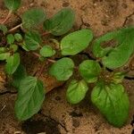 Boerhavia repens عادت داشتن