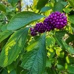 Callicarpa americanaFruit