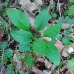 Cynoglossum germanicum Deilen