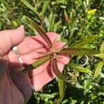 Salix eriocephala Blatt