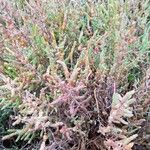 Salicornia europaea Blatt