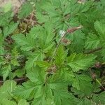 Geranium purpureumLeaf