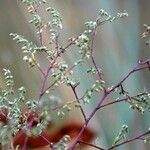 Artemisia campestris Folha