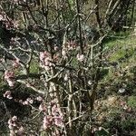 Viburnum × bodnantense Habitus